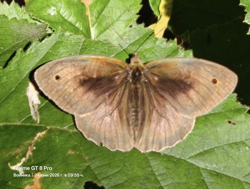 Meadow Brown
