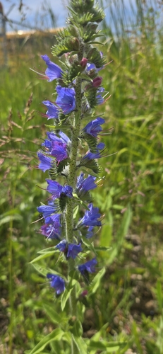 viper's-bugloss