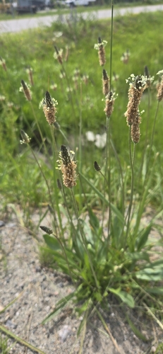 ribwort plantain