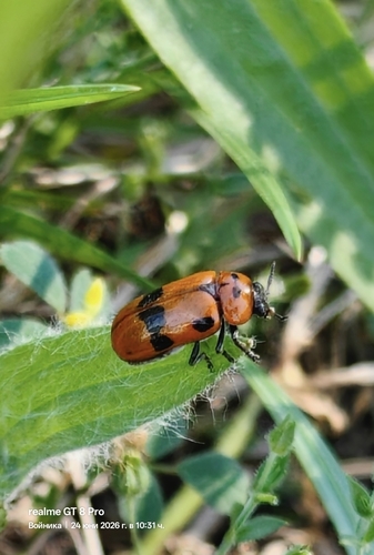 Clytra novempunctata
