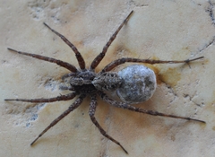 Pardosa dorsuncata