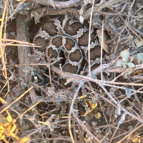 Western Rattlesnake