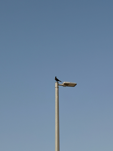 House Crow