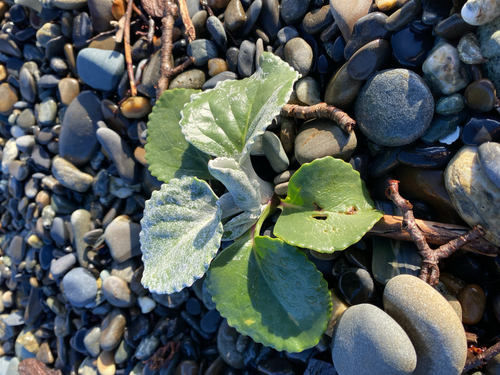 Senecio candidans, photograph 1