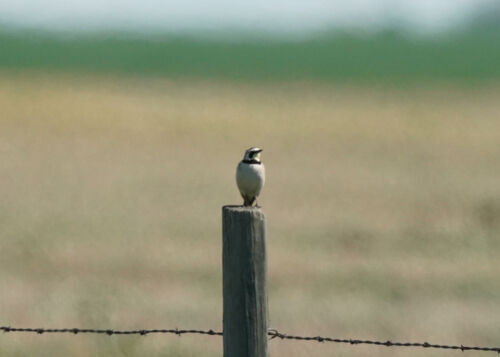 Horned Lark