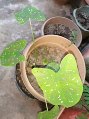 Caladium bicolor