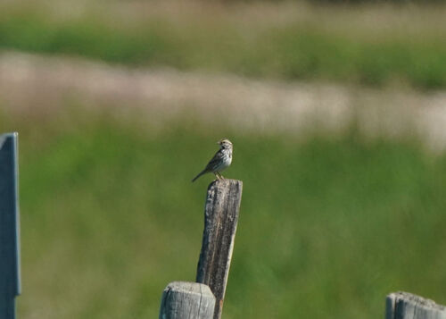 Savannah Sparrow