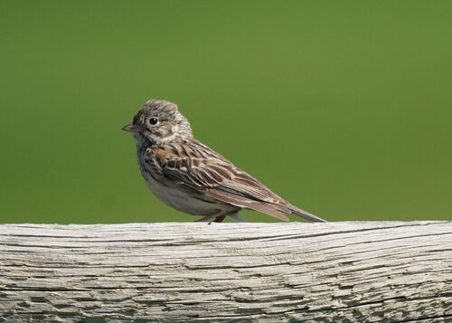 Vesper Sparrow