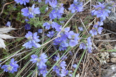 Veronica capsellicarpa