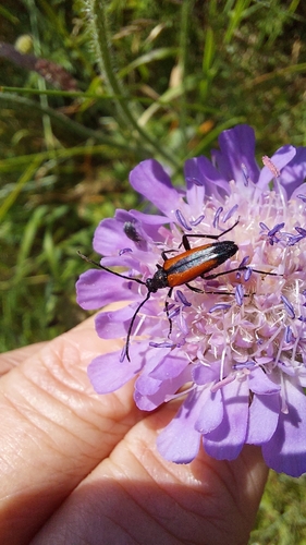 Black-striped Longhorn Beetle