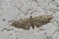 Eupithecia abbreviata