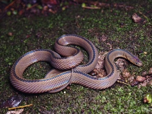 Huang's odd-scaled snake