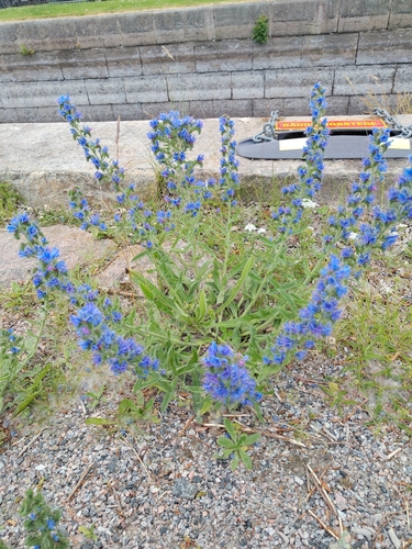 viper's-bugloss