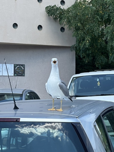 Yellow-legged Gull