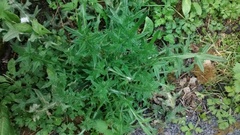 Cirsium vulgare