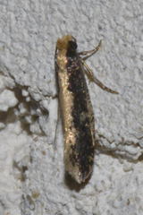 Monopis obviella