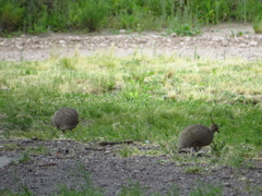 Eudromia elegans