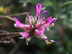 Astragalus vesicarius
