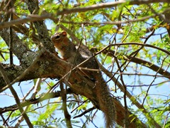 Notocitellus annulatus