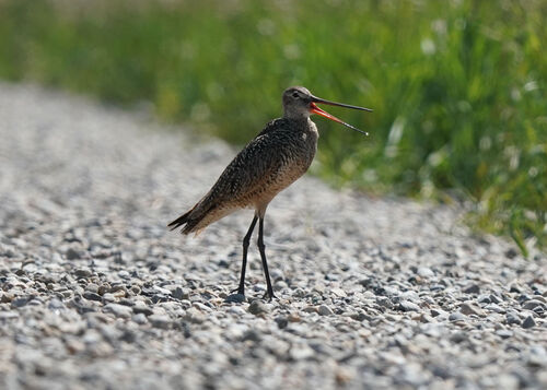 Marbled Godwit