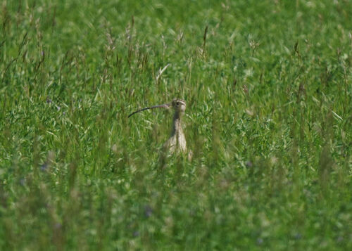 Long-billed Curlew
