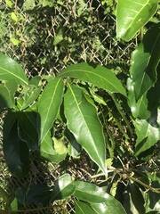 Citharexylum spinosum