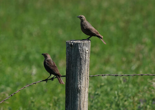 Brown-headed Cowbird