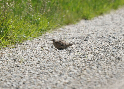 Gray Partridge