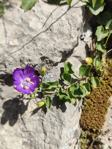 Campanula arvatica, photograph 5