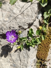 Campanula arvatica, photograph (c) Gianmaria Bonari, some rights reserved (CC BY)