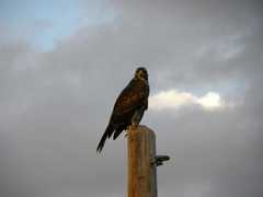 Parabuteo unicinctus