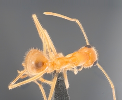 Myrmecocystus