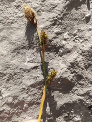 Carex brevicollis, photograph (c) Gianmaria Bonari, some rights reserved (CC BY)