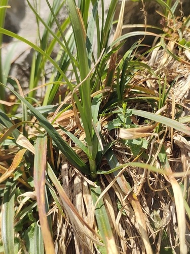 Carex brevicollis, photograph 2