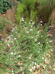 Felicia erigeroides