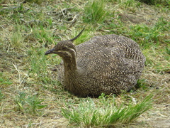 Eudromia elegans
