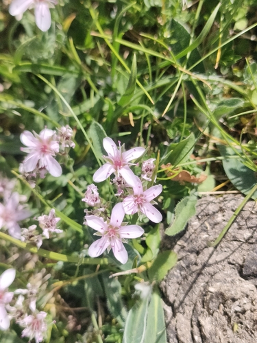 Arenaria purpurascens, photograph 3