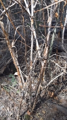 Physocarpus monogynus