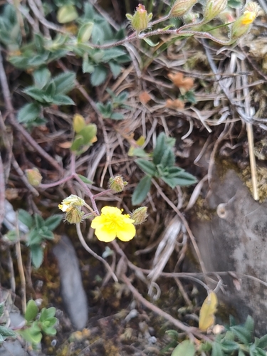 Helianthemum canum, photograph 4