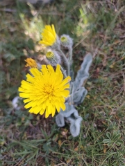 Hieracium bombycinum