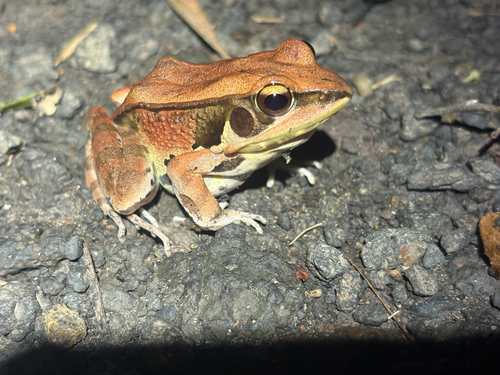 Hylarana lateralis observed 2026-06-24
