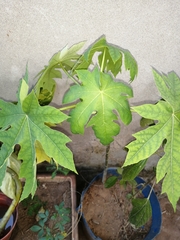 Carica papaya