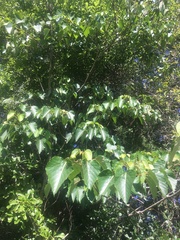 Vernicia fordii