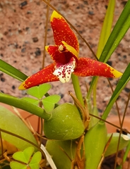 Maxillaria tenuifolia