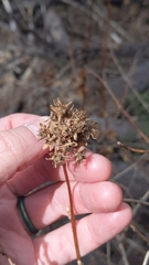 Physocarpus monogynus