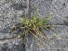 Poa annua