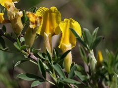 Chamaecytisus ratisbonensis