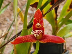 Maxillaria tenuifolia