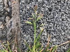 Poa annua