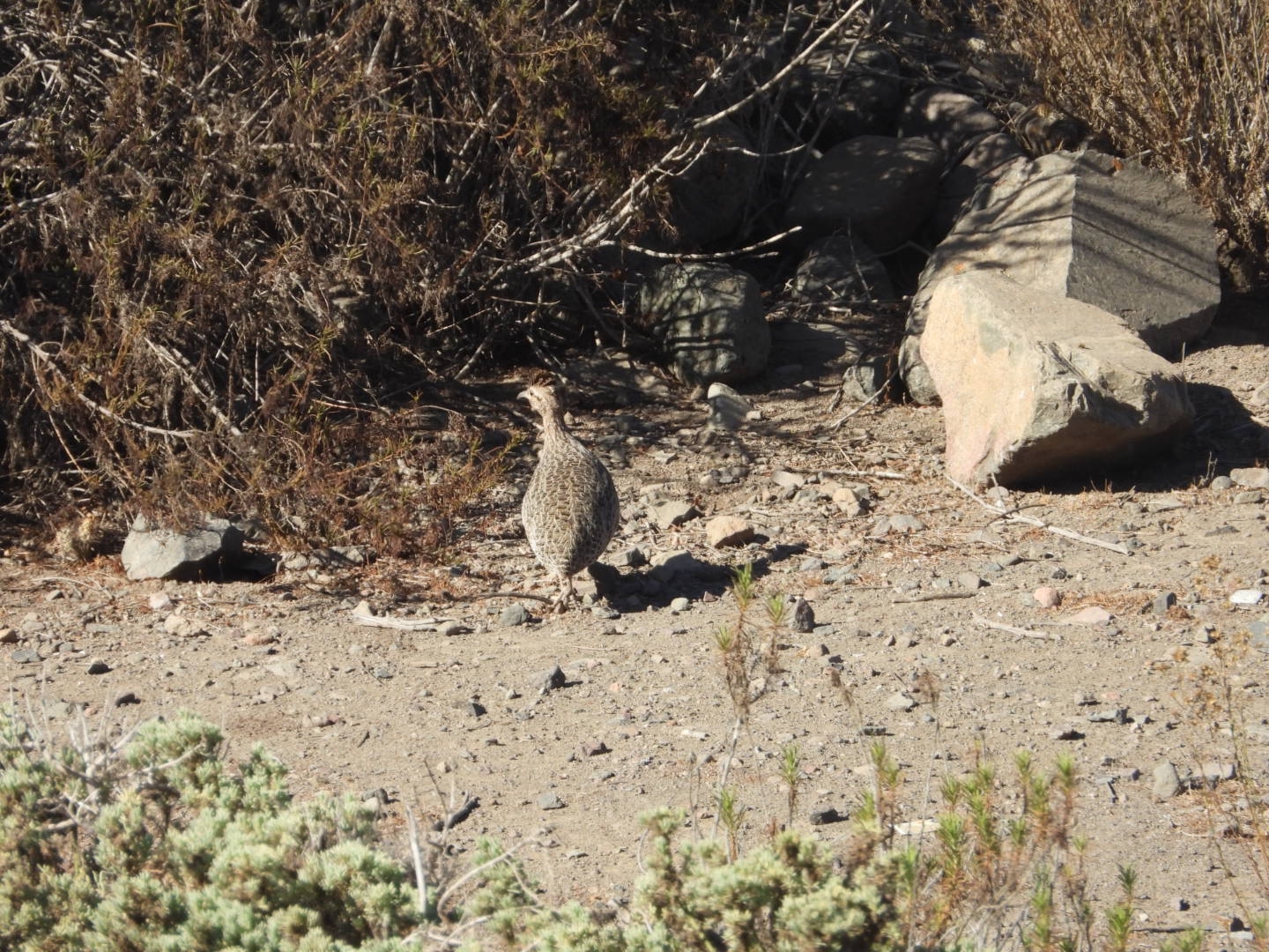 Chilean Tinamou (Nothoprocta perdicaria), photo 3